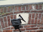 SX14953 Barn Swallow (Hirundo rustica) on lamp.jpg